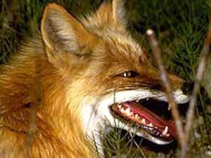 скажені лисиці в лісах Галичини