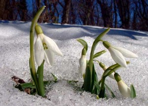 весна в Тернополі