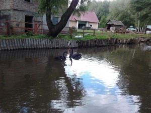 чорні лебеді, парк Топільче