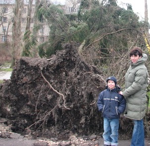 негода дерево вітер Тернопіль